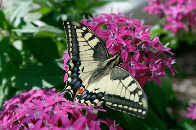 Close-up of butterfly pollinating on pink flower