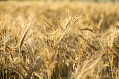 Close-up of wheat field