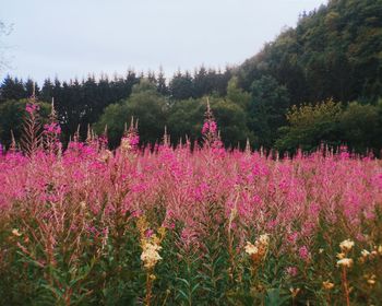 Pink flowers blooming on tree