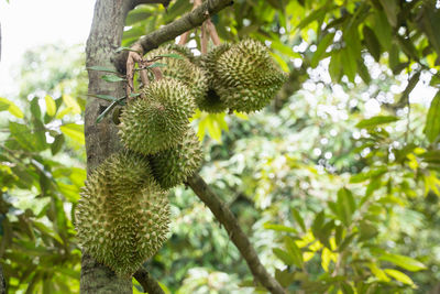 Low angle view of fruits hanging on tree