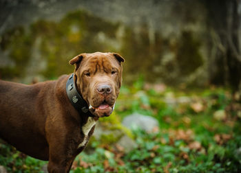 Portrait of shar-pei standing on grassy field