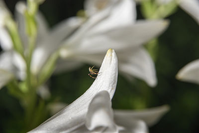 Close-up of insect on white flower