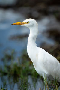 Close-up of egret