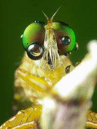 Close-up of insect on flower