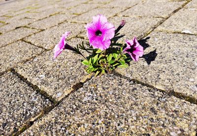 High angle view of pink flower on footpath