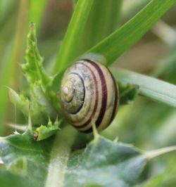 Close-up of snail on leaf