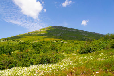 Scenic view of field against sky