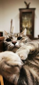 Close-up portrait of a cat at home