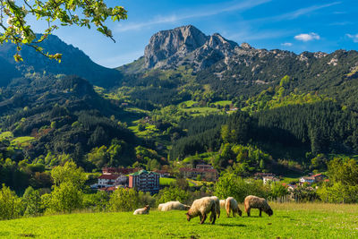 View of sheep grazing in field