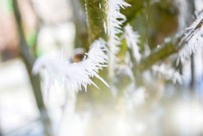 Close-up of frozen plant during winter