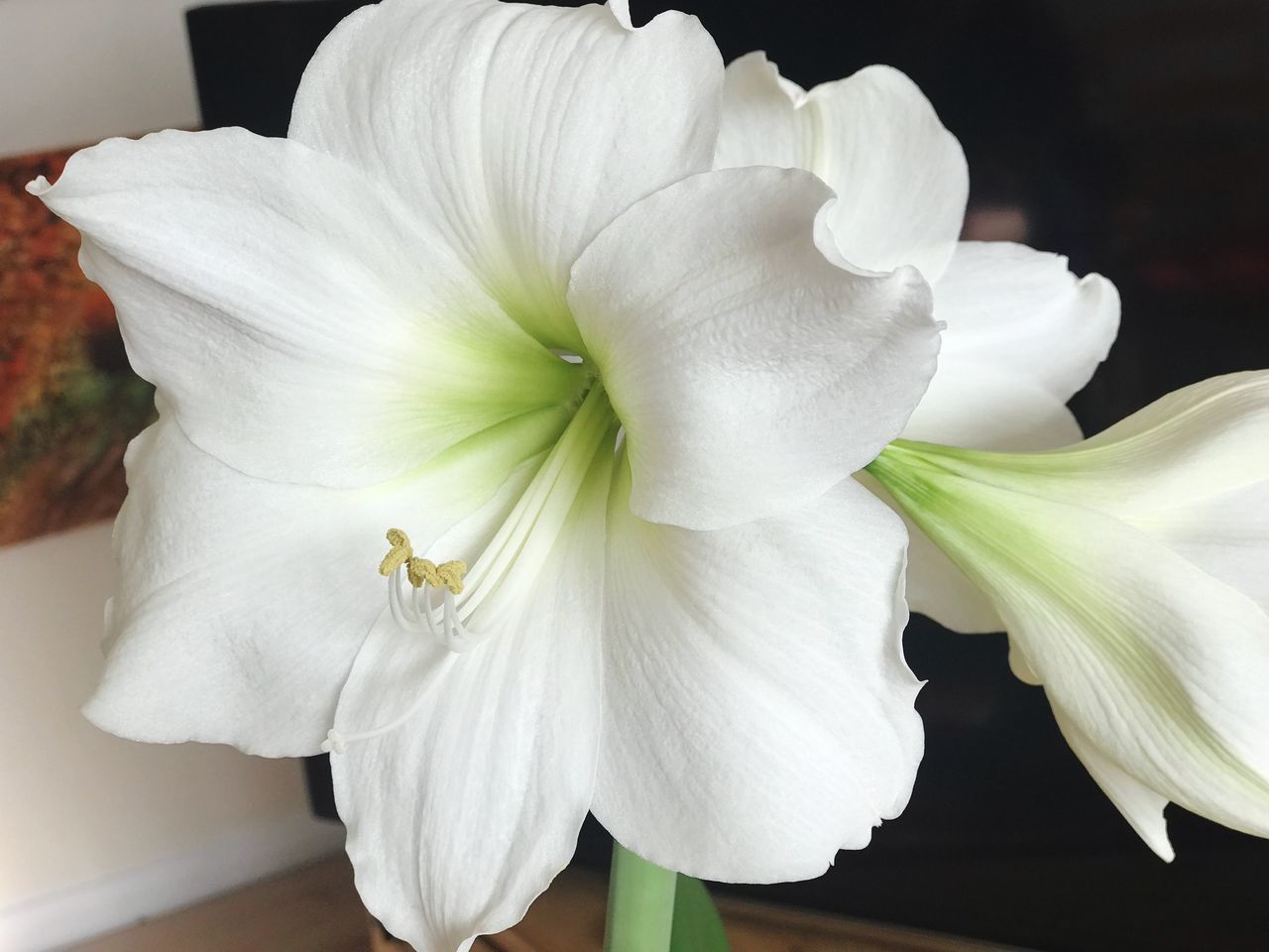 CLOSE-UP OF WHITE ROSE