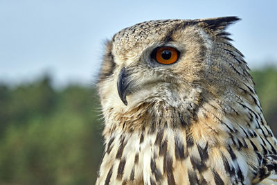 Close-up of owl looking away