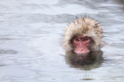 Japanese snow monkey in hot spring