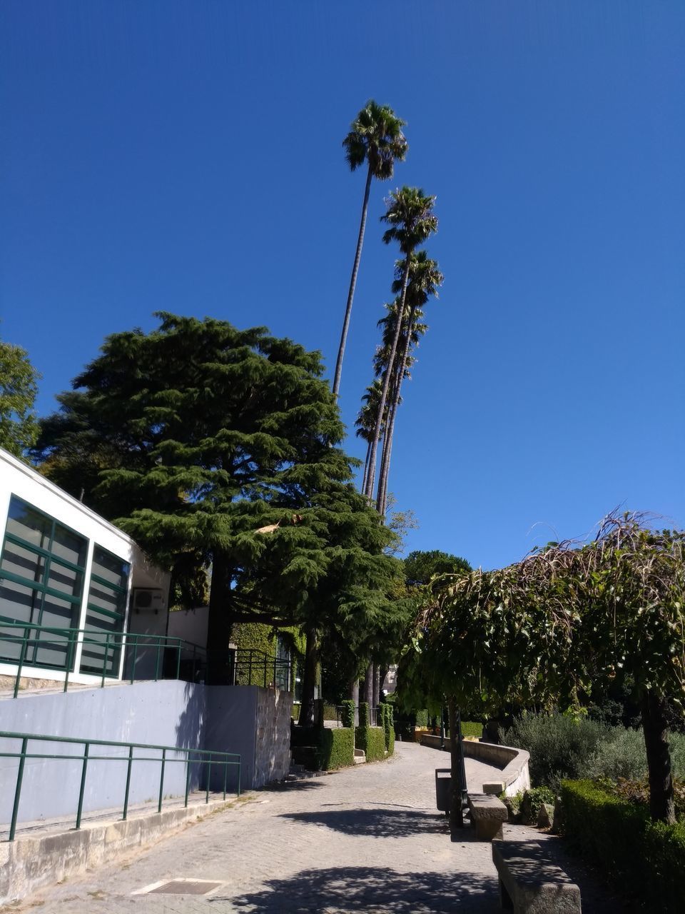 FOOTPATH AMIDST TREES AGAINST BLUE SKY