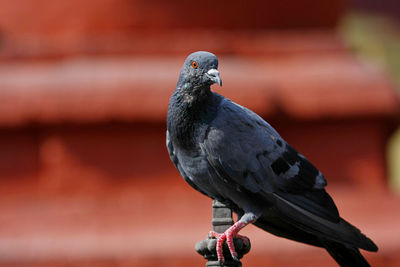 Close-up of pigeon perching