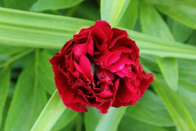 Close-up of red rose blooming