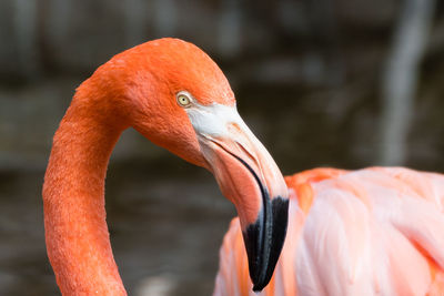 Close-up side view of a bird against blurred water