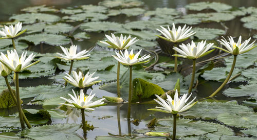 Close-up of white flowering plants in lake