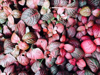 Full frame shot of leaves