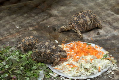 High angle view of turtle in sea