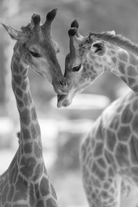 Close-up of giraffes