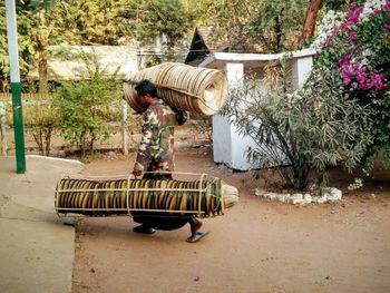 Plants growing on tree trunk