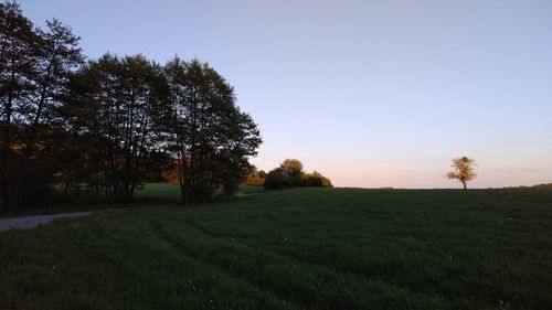 Trees on field against clear sky during sunset