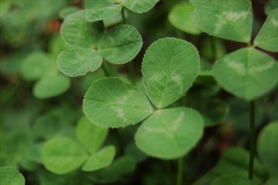 Close-up of plant leaves