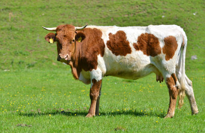 Cow standing in a field