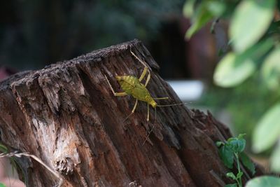Close-up of insect on wood