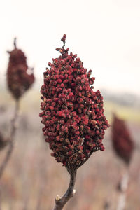 Close-up of red flowers against clear sky