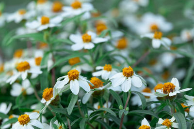 Close-up of yellow flowering plant