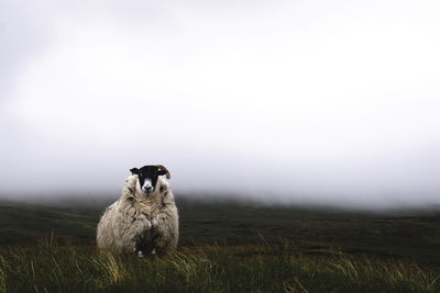 Sheep in a field