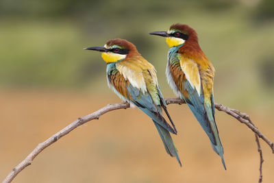 Two european bee eaters (merops apiaster) perched on a branch. horizontal shot on an unfocused background.