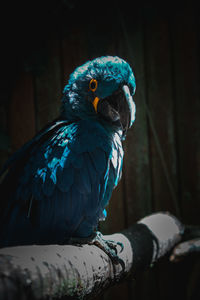 Close-up of parrot