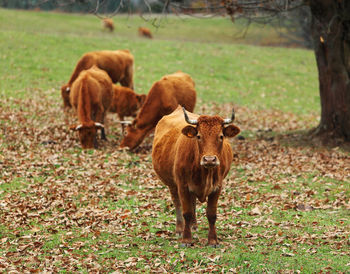 Cows standing in a field