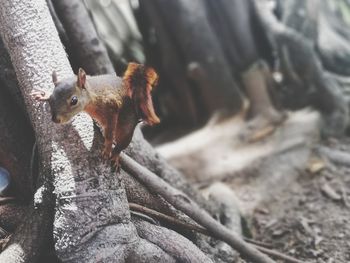 Close-up of squirrel