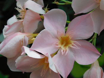 Close-up of pink orchid blooming outdoors