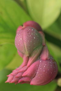 Close-up of wet pink rose