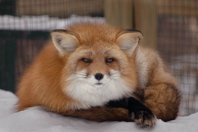 Red fox at wildlife refuge