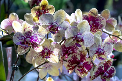 Close-up of orchids on plant