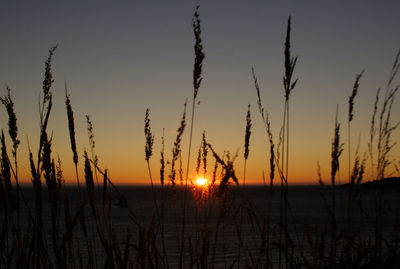 Silhouette of plants at sunset