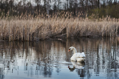 A white swan floating in the calm water of a pond overgrown with dry reeds.