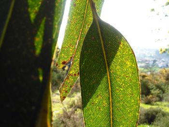 Close-up of green leaves on plant in forest