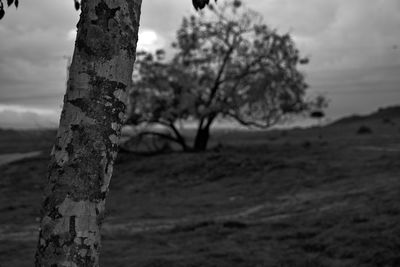 Close-up of tree trunk on field against sky