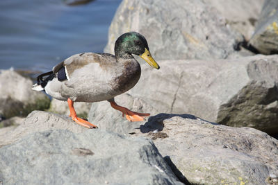 Side view of duck perching rock