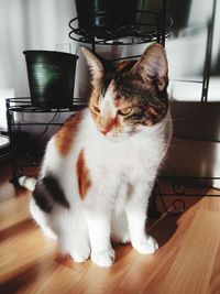 Cat sitting on table at home