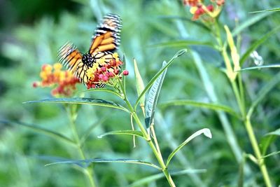 Close-up of butterfly perching on plant