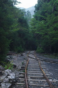 Railroad track amidst trees in forest