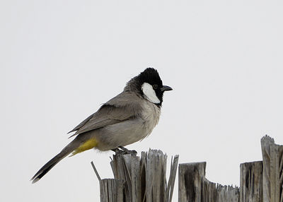 Close-up of bird perching on wood against clear sky